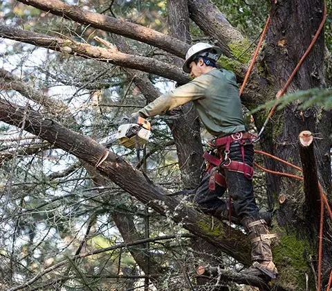 South Valley Tree Service