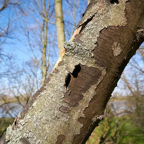 South Valley Tree Service