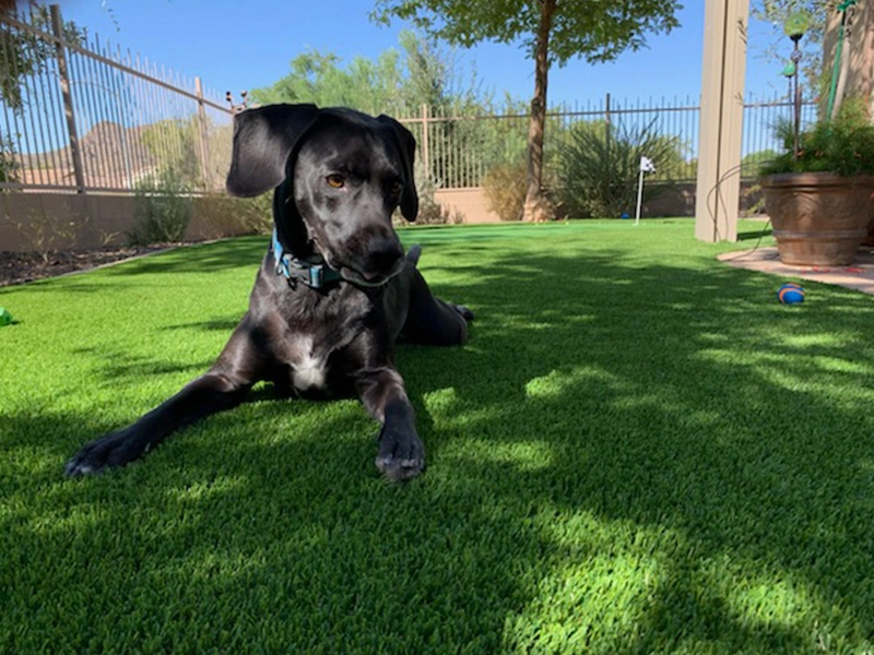 Arizona's Greenest Grass Turf Co.
