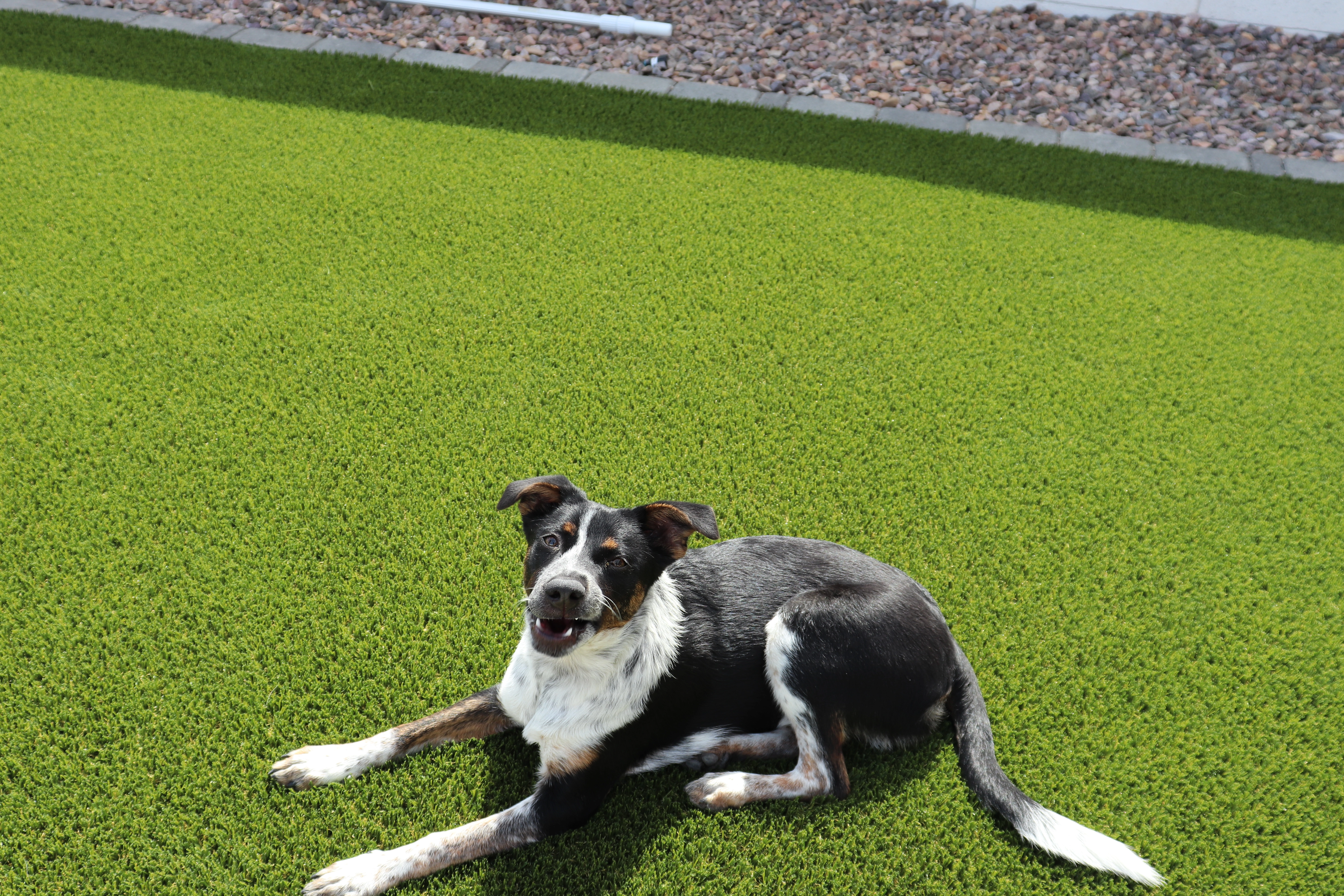 Arizona's Greenest Grass Turf Co.