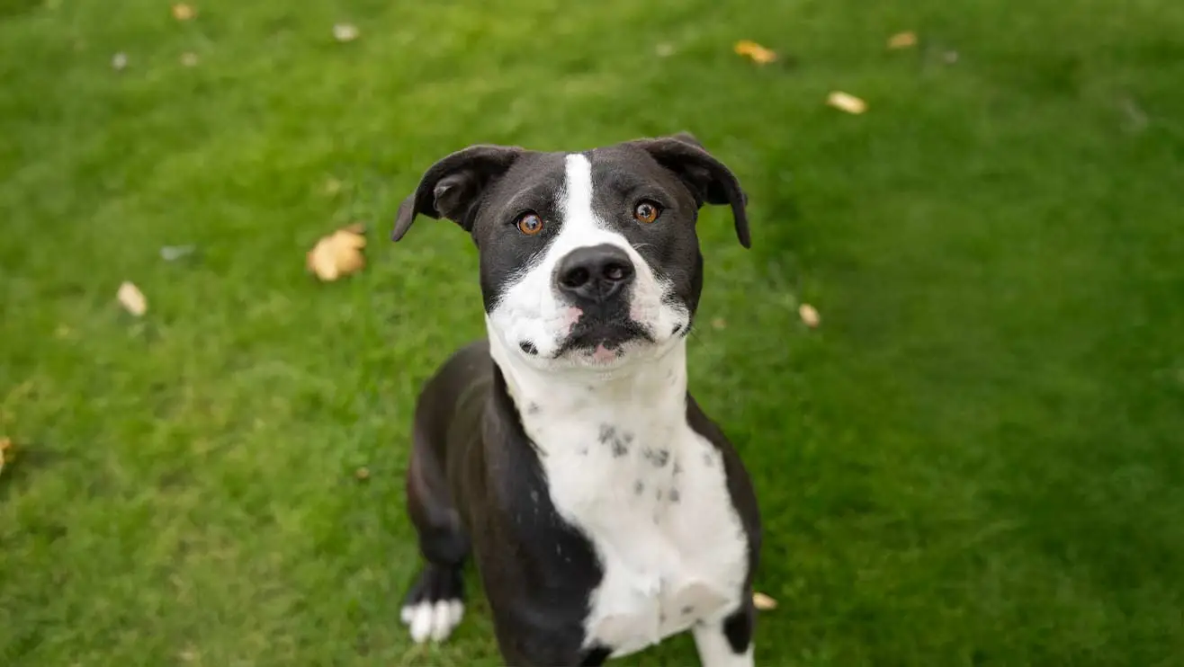 Arizona Humane Society
