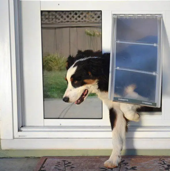 Treasure Valley Pet Doors