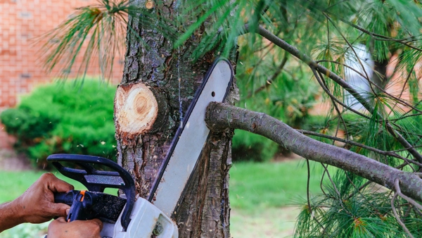 TruCo Enterprises (Tree Division)