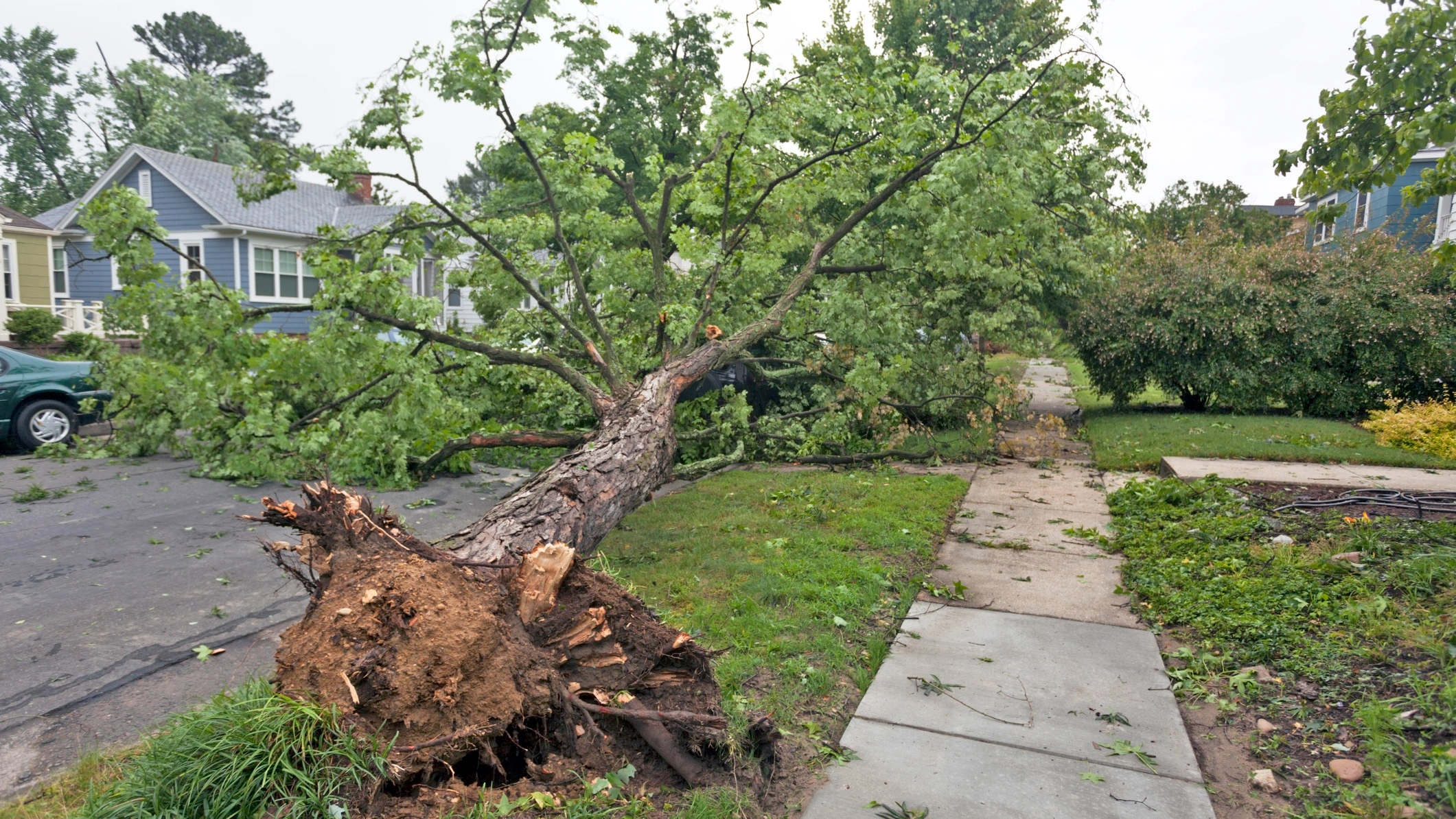 Natural Arbor Care
