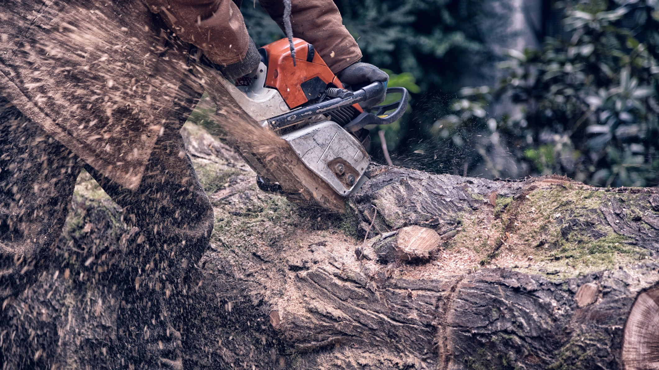 Natural Arbor Care