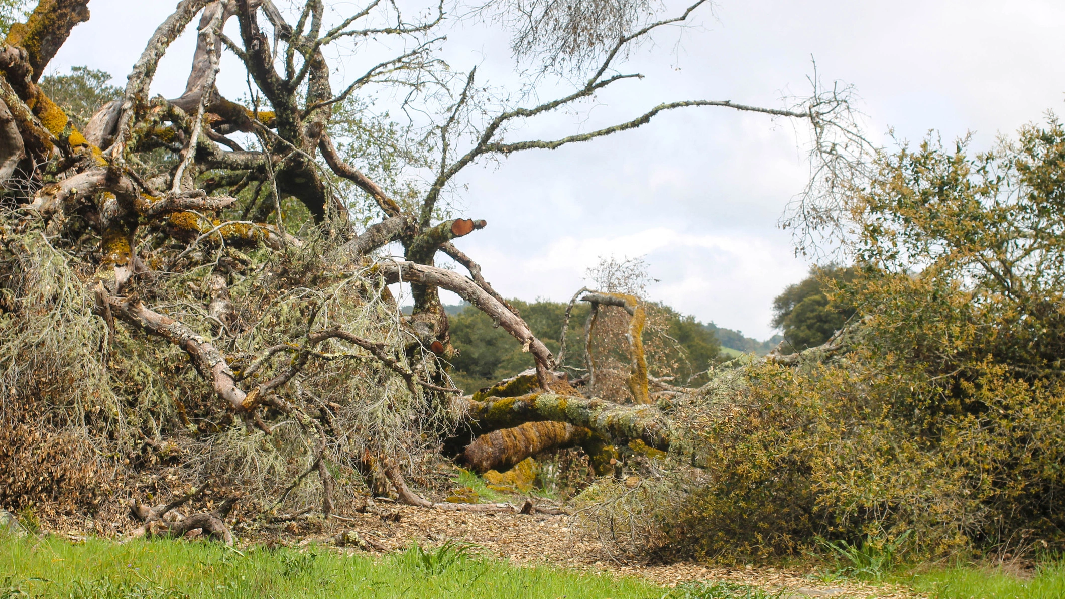 Natural Arbor Care