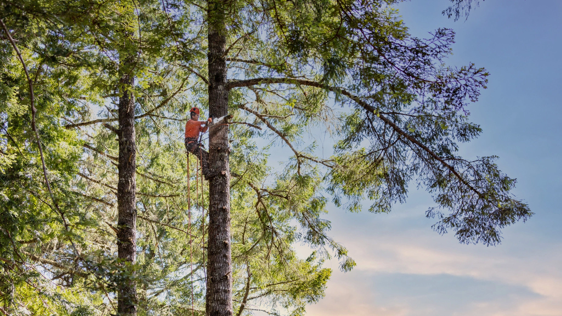 Natural Arbor Care