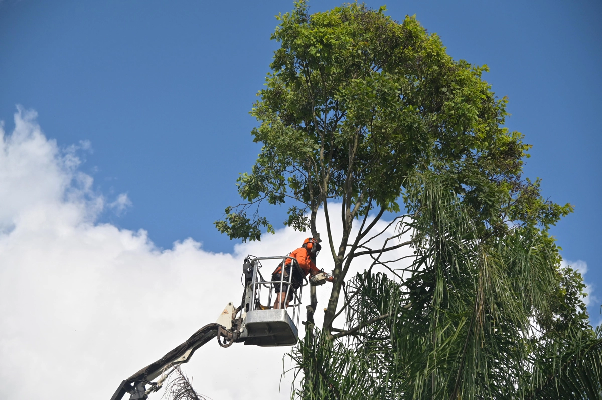 Our Family Tree Services