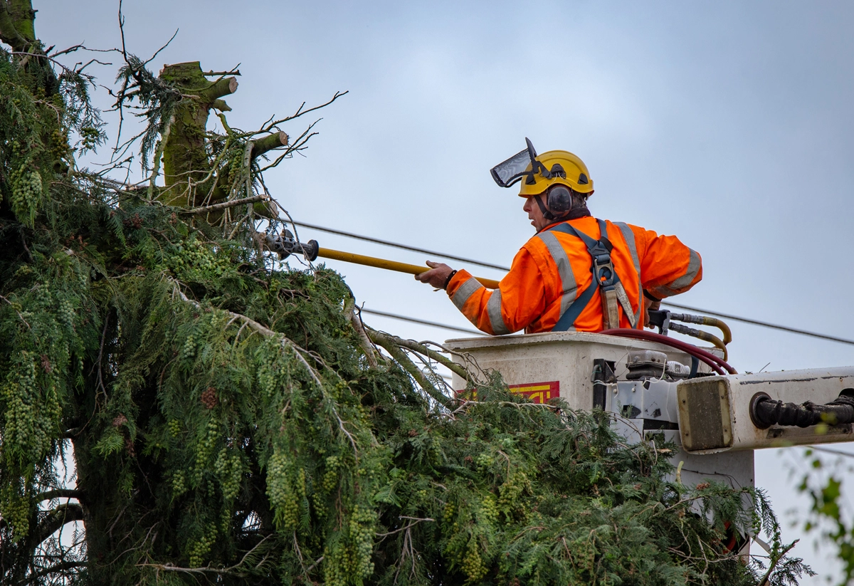 Our Family Tree Services