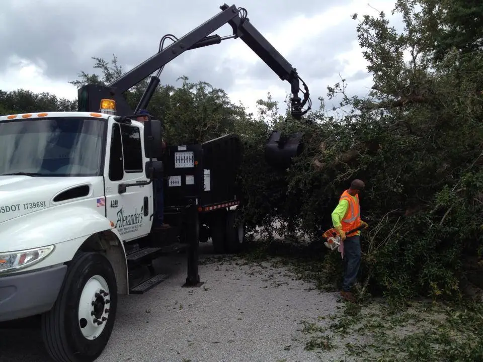 Alexander's Property Maintenance Tree Division