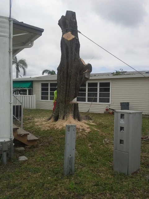 Alexander's Property Maintenance Tree Division