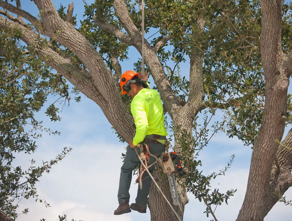 Alexander's Property Maintenance Tree Division