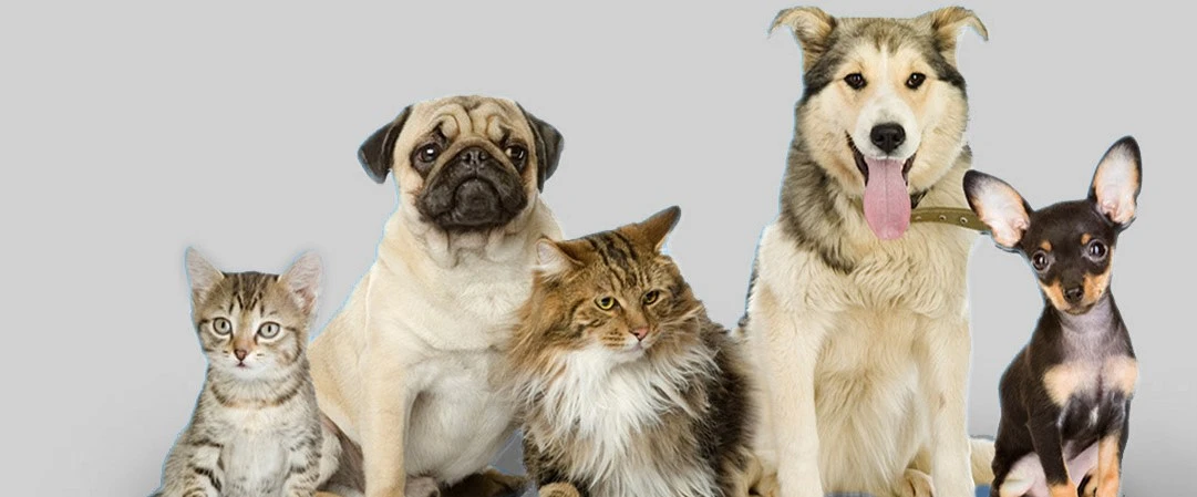 Treasure Valley Pet Doors