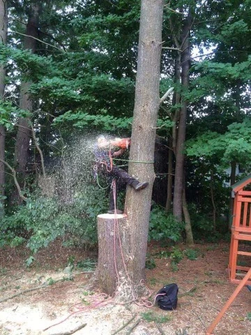 Pusateri Bros. Tree and Landscaping Service Inc.