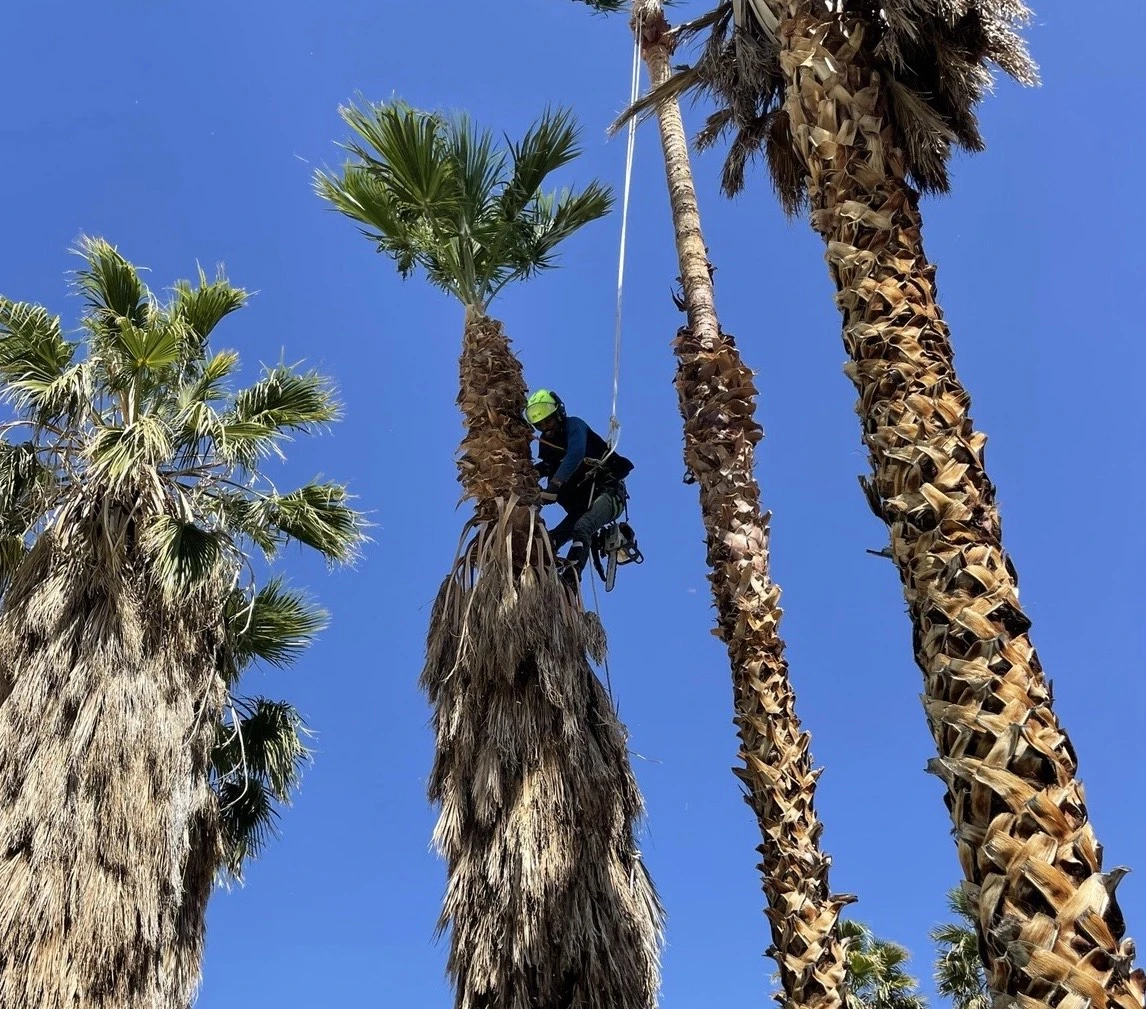 Red Gator Tree Trimmin' & Landscape LLC
