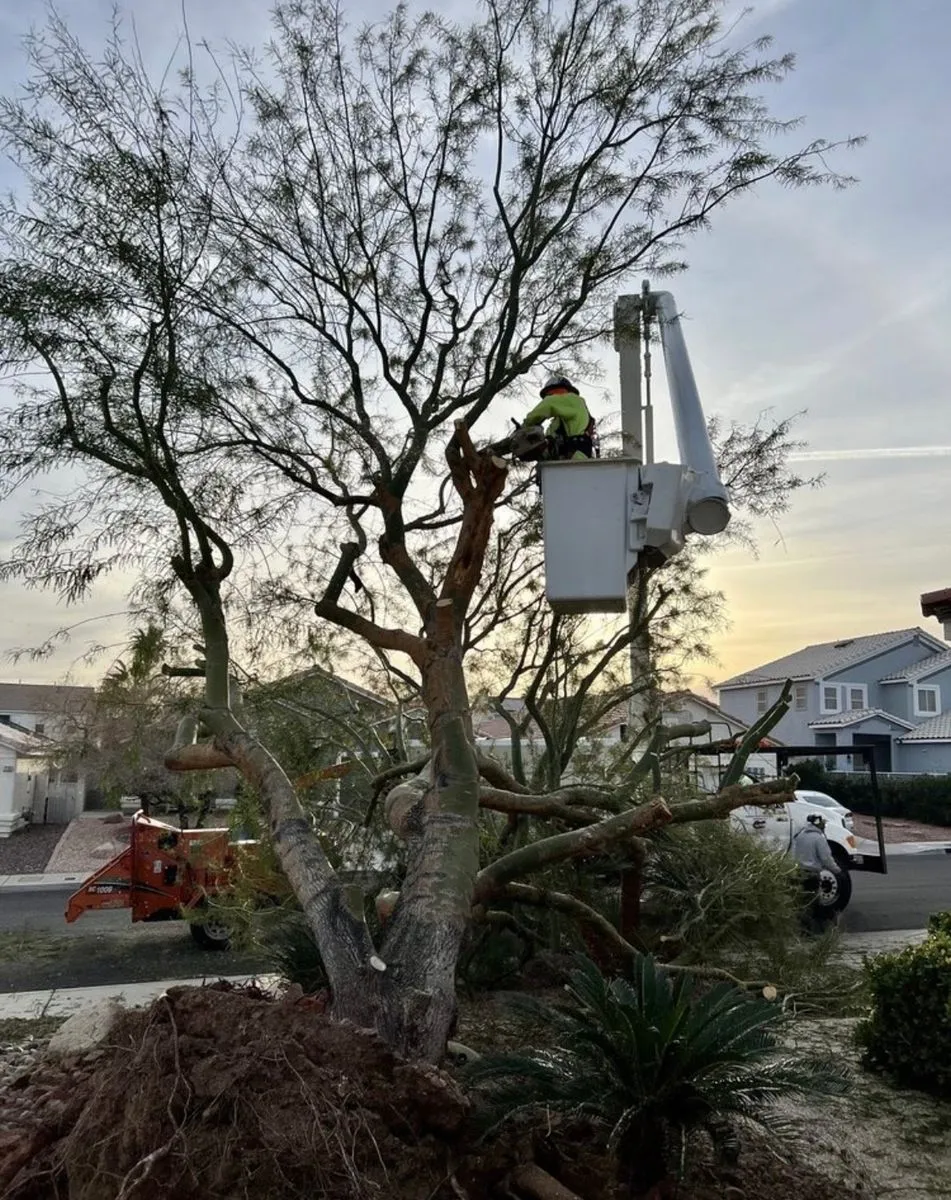 Red Gator Tree Trimmin' & Landscape LLC