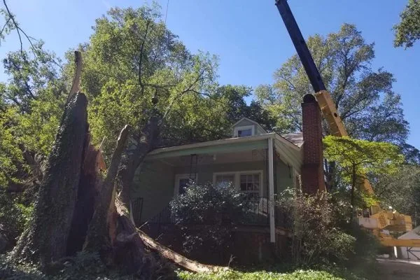 Molina’s Tree Service