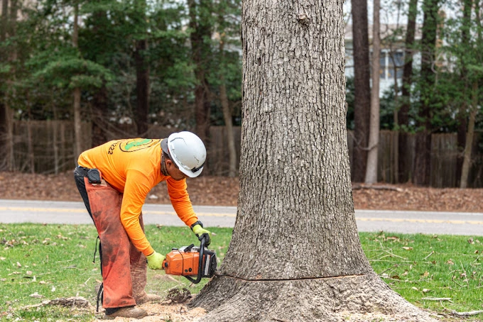 Molina’s Tree Service