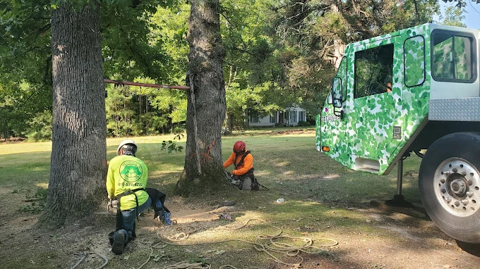 Molina’s Tree Service