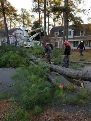 Molina’s Tree Service