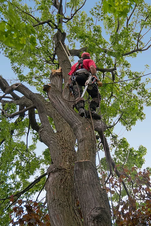Terry's Tree Service