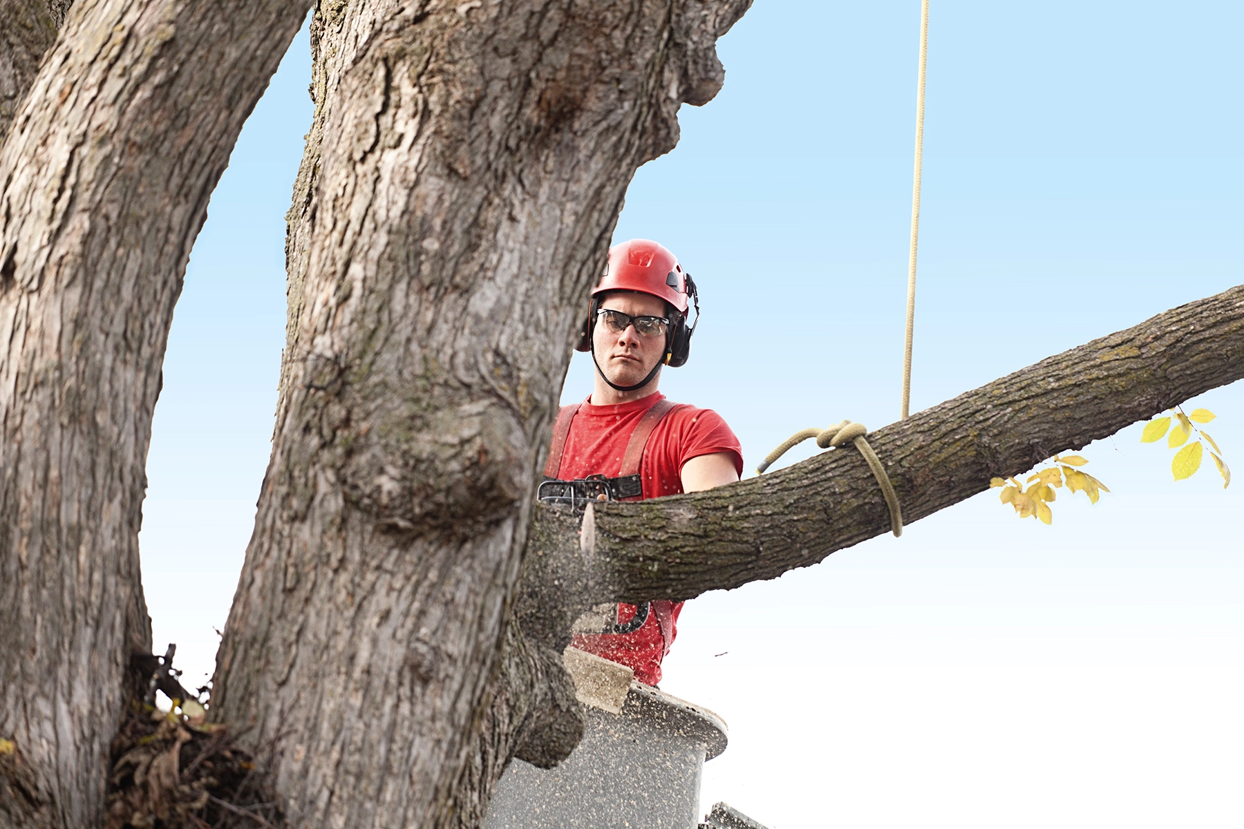 Terry's Tree Service