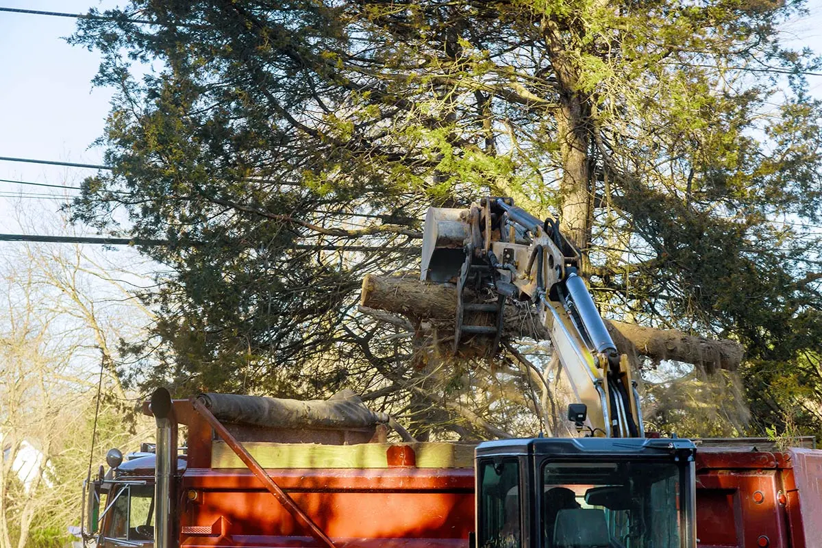 Hayward Tree Service