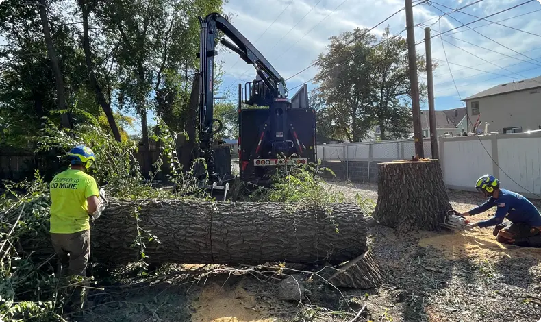 Clean Cuts Trees