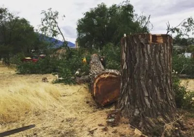 Clean Cuts Trees