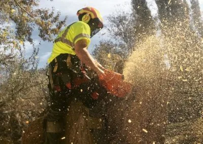 Clean Cuts Trees