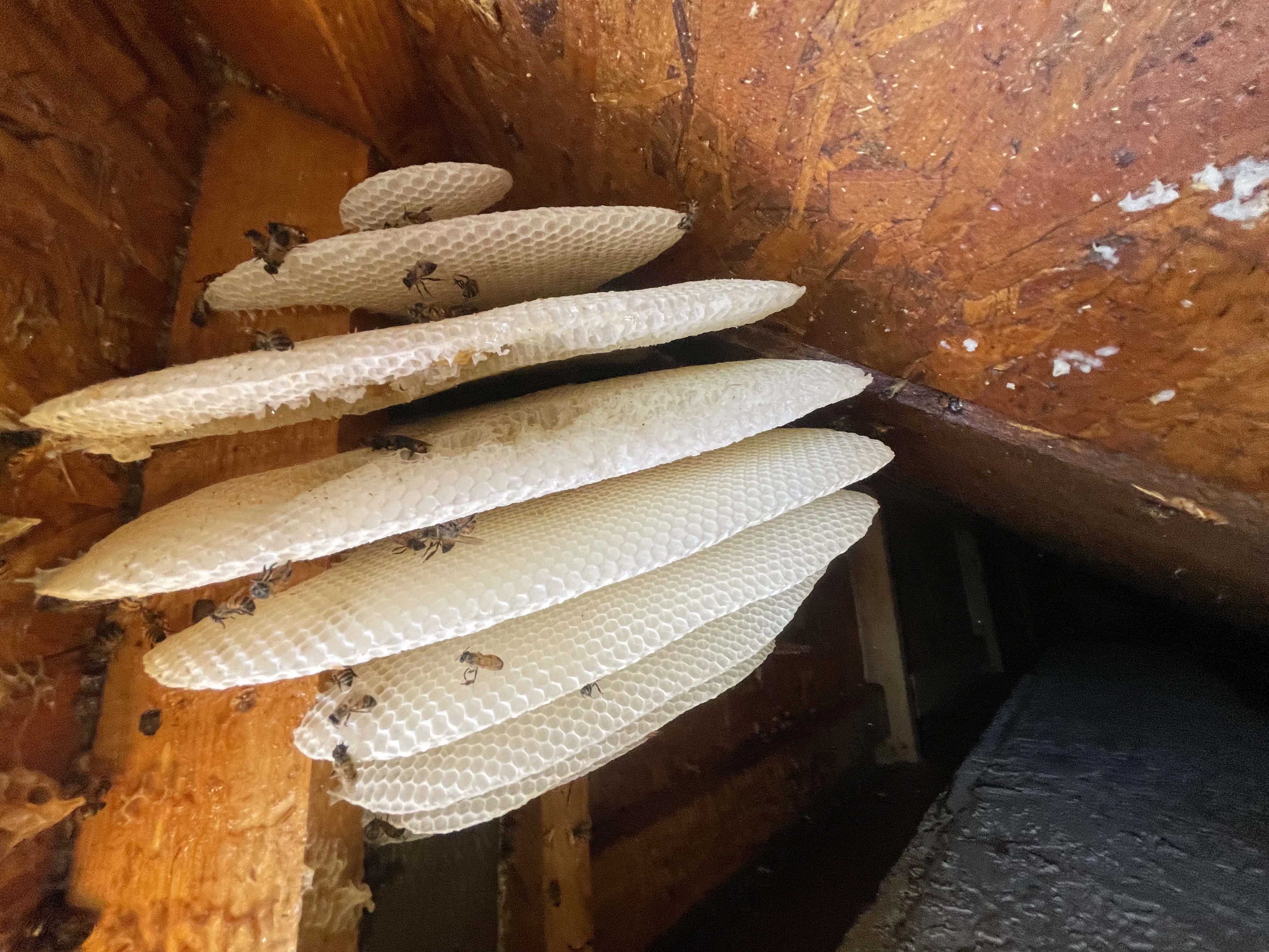 Raptor Pest Solution