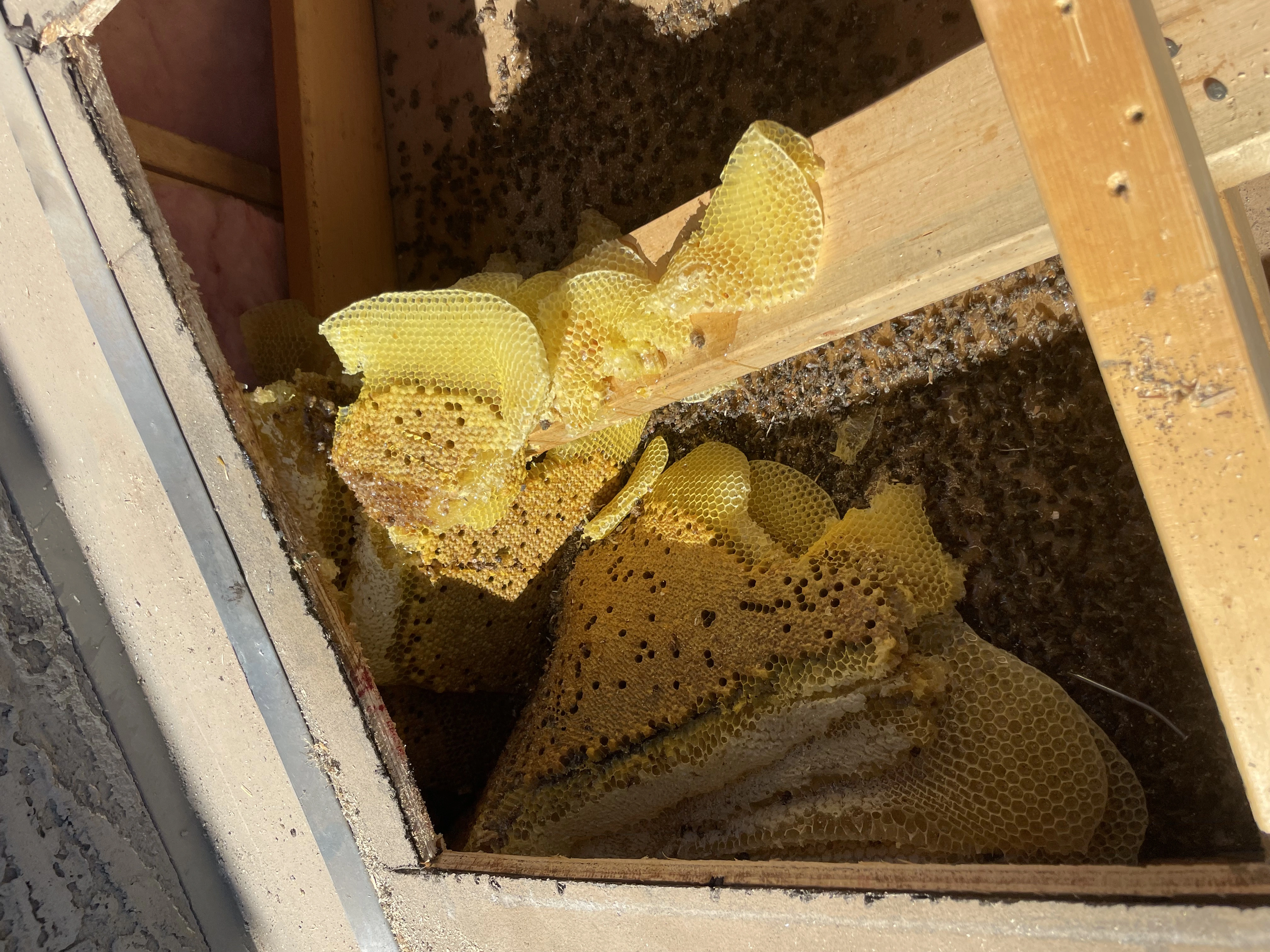 Raptor Pest Solution