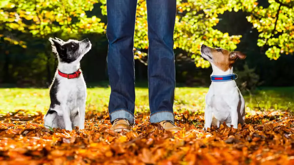 Sally Said So Professional Dog Training