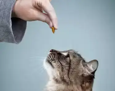 Sally Said So Professional Dog Training