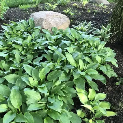 EN GARDE DEER DEFENSE