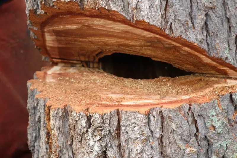 Complete Tree Service