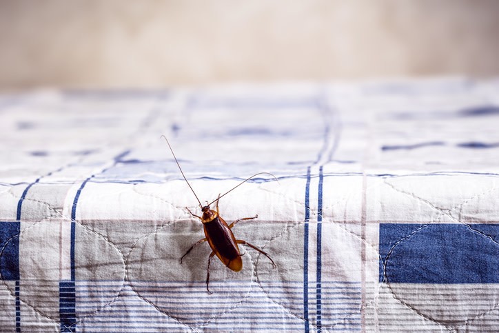 Mosquito & Pest Control