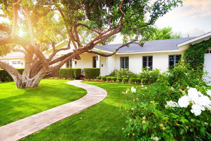 Tree & Shrub Care