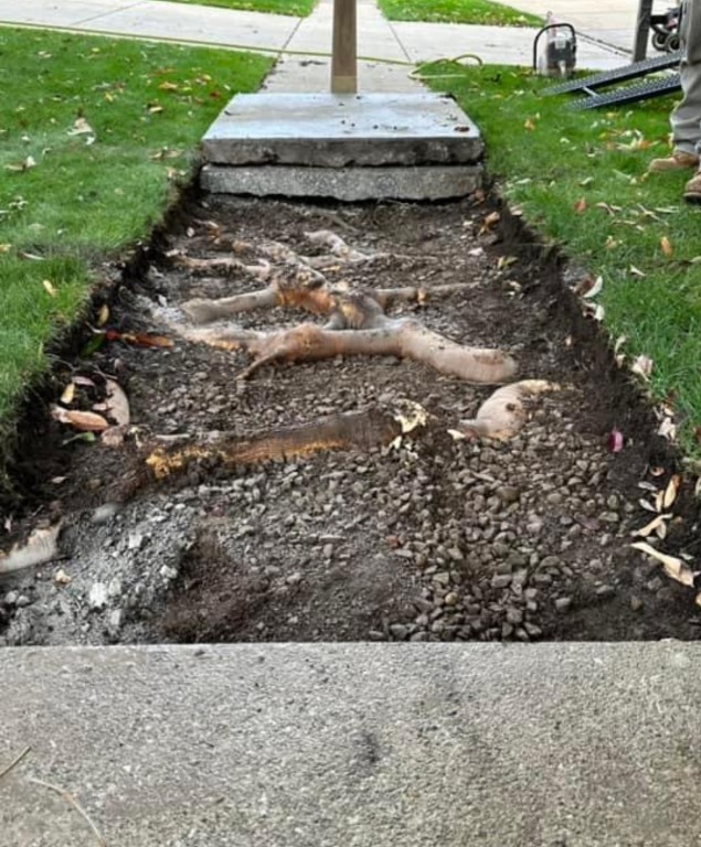 Is your sidewalk lifting due to roots?