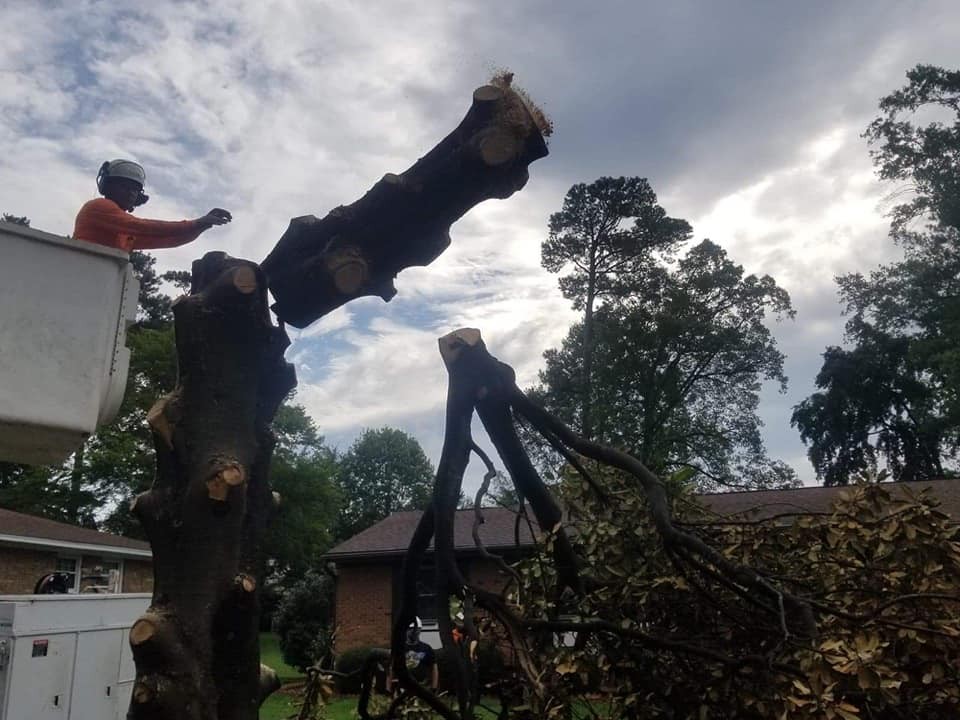 Emergency Tree Service