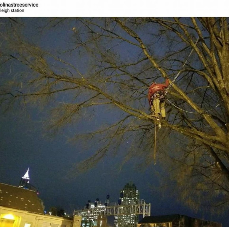 Emergency Tree Service