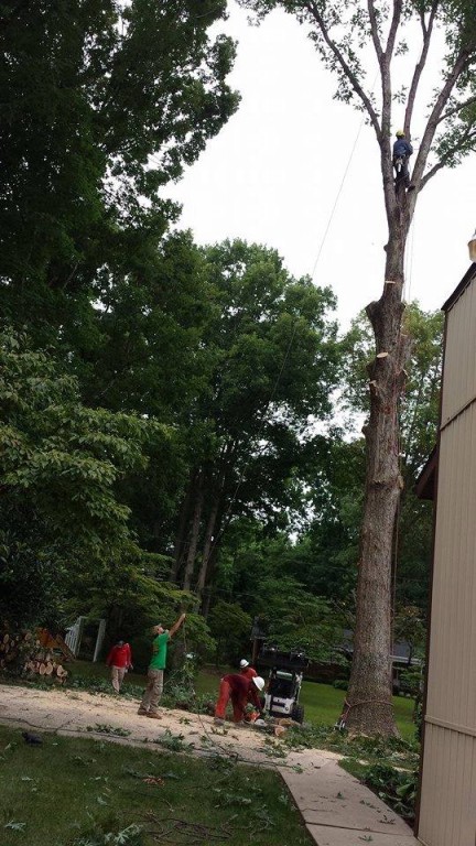Emergency Tree Service