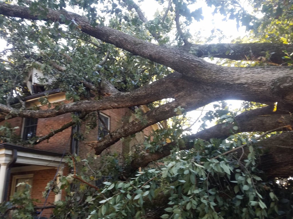 Emergency Tree Service