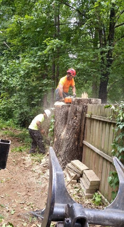 Emergency Tree Service