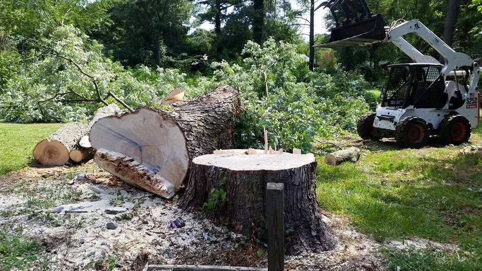 Emergency Tree Service