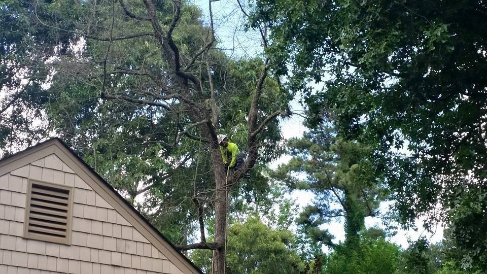 Emergency Tree Service