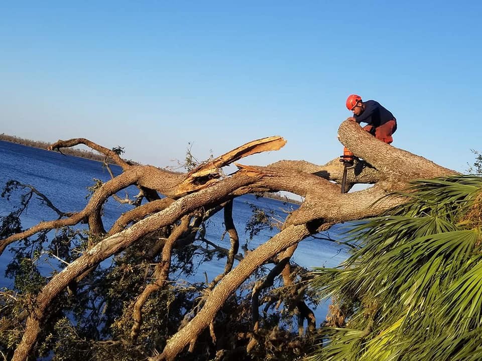 Emergency Tree Service