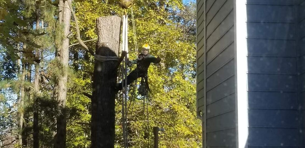 Emergency Tree Service