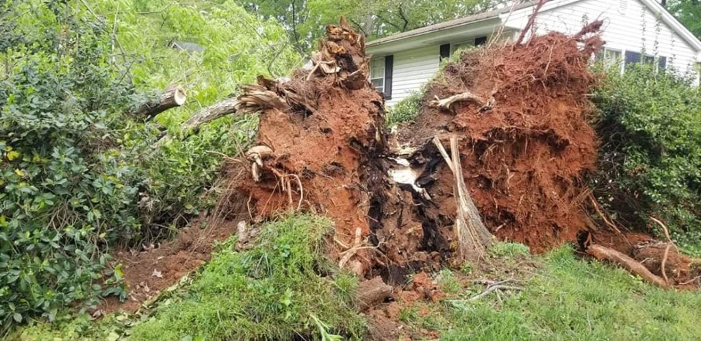 Emergency Tree Service
