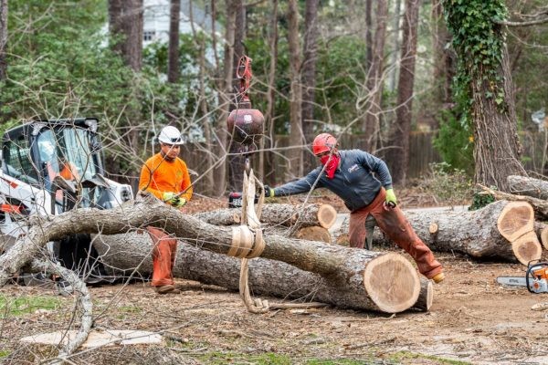 Tree Removal